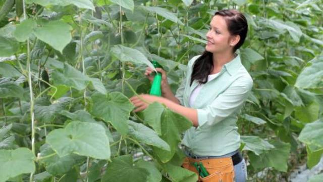 Planting cucumbers in open ground with seeds