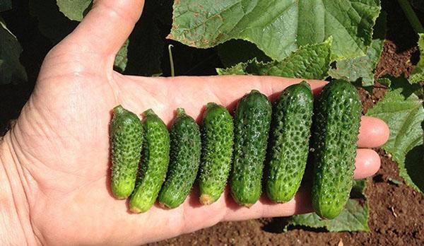 Planting cucumbers in open ground with seeds