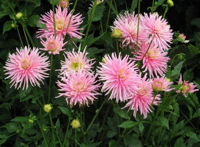 Planting dahlia tubers in spring 