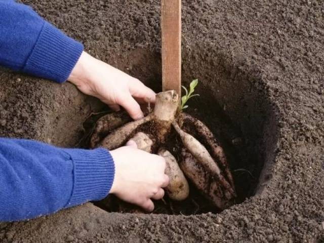 Planting dahlia tubers in spring 