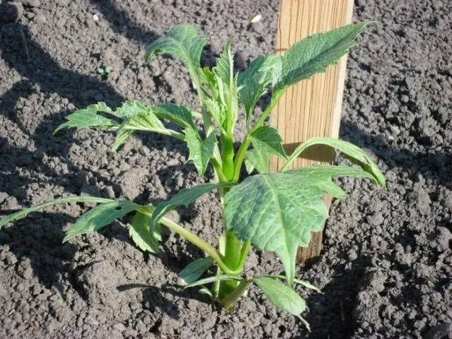 Planting dahlia tubers in spring 