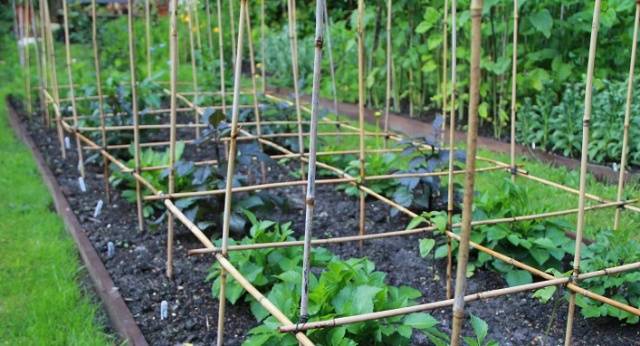 Planting dahlia tubers in spring 