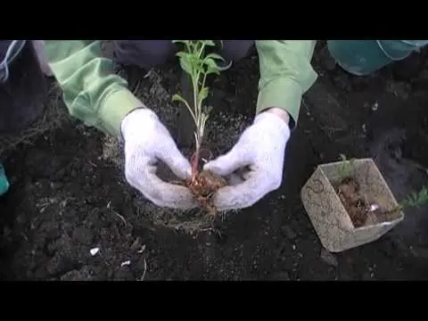 Planting dahlia tubers in spring 