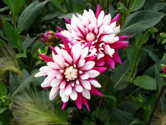 Planting dahlia tubers in spring 