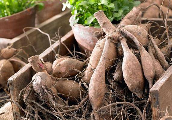 Planting dahlia tubers in spring 