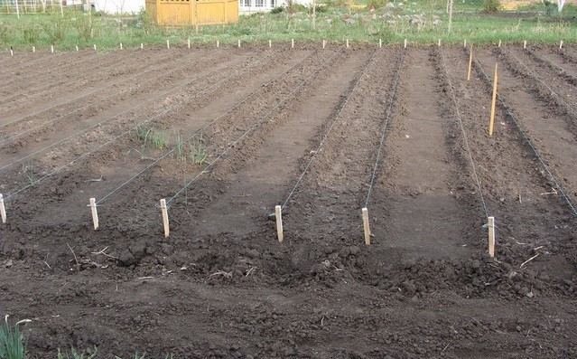 Planting Daikon in open ground: step by step recommendations