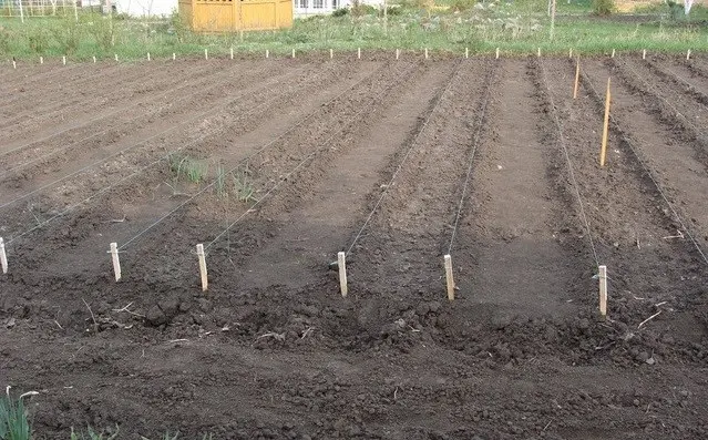 Planting Daikon in open ground: step by step recommendations