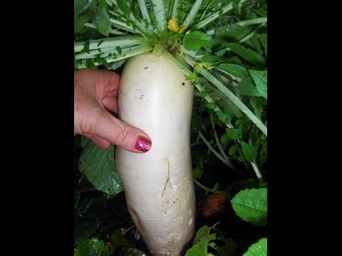 Planting Daikon in open ground: step by step recommendations