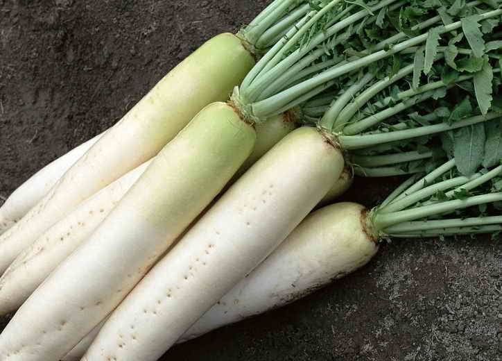 Planting Daikon in open ground: step by step recommendations