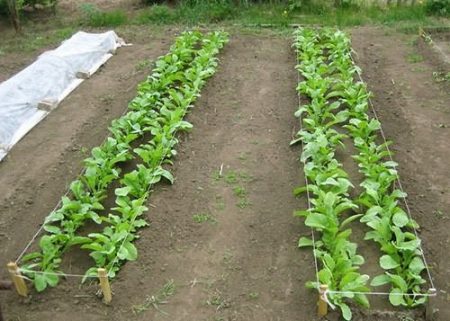 Planting Daikon in open ground: step by step recommendations