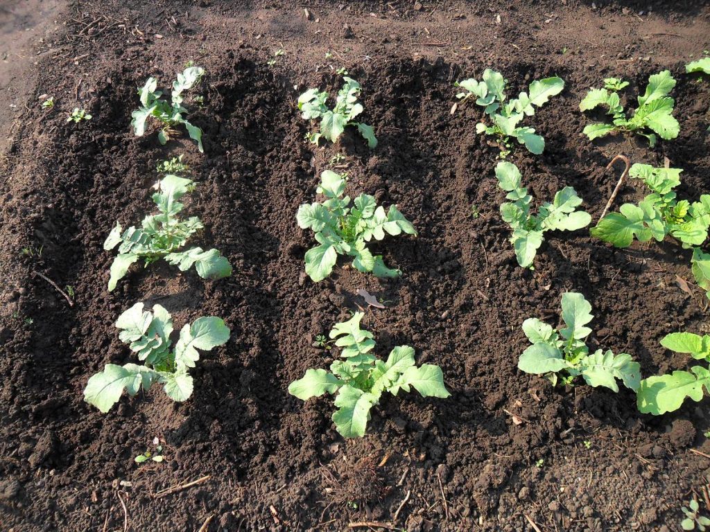 Planting Daikon in open ground: step by step recommendations