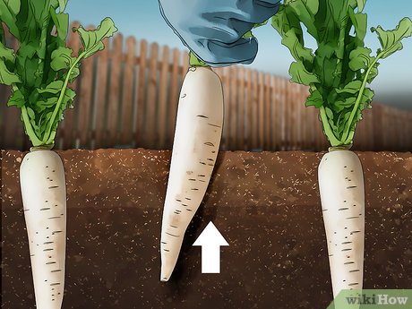 Planting Daikon in open ground: step by step recommendations