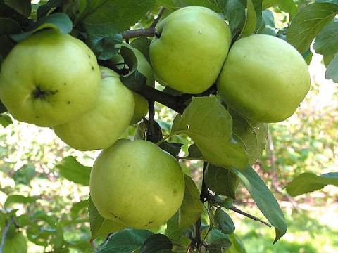 Planting dates for apple trees in autumn in central Our Country 