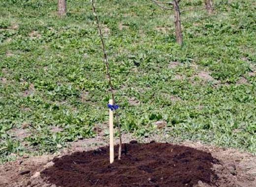 Planting dates for apple trees in autumn in central Our Country 