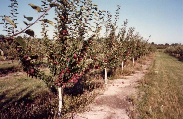 Planting dates for apple trees in autumn in central Our Country 