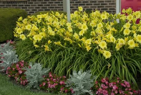 Planting daylilies in the spring in the ground: how to plant and care for sprouts