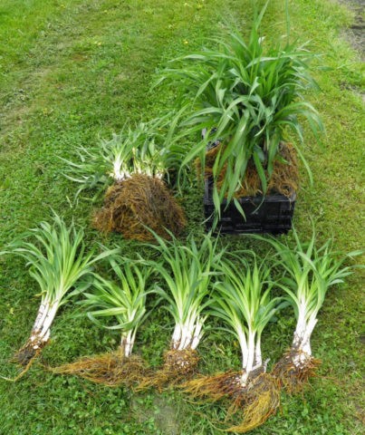 Planting daylilies in the spring in the ground: how to plant and care for sprouts