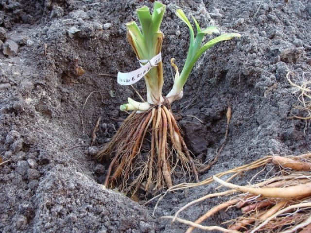 Planting daylilies in the spring in the ground: how to plant and care for sprouts