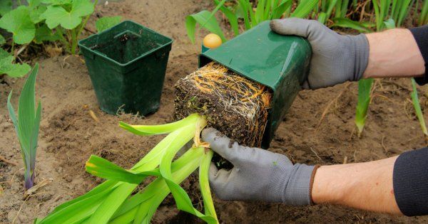 Planting daylilies in the spring in the ground: how to plant and care for sprouts