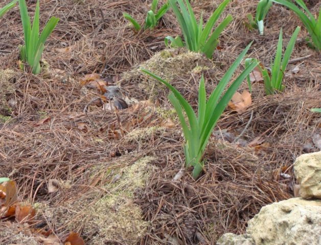 Planting daylilies in the spring in the ground: how to plant and care for sprouts