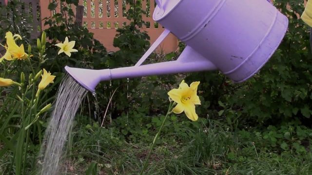 Planting daylilies in the spring in the ground: how to plant and care for sprouts