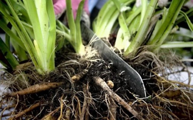 Planting daylilies in the spring in the ground: how to plant and care for sprouts