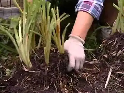 Planting daylilies in the spring in the ground: how to plant and care for sprouts