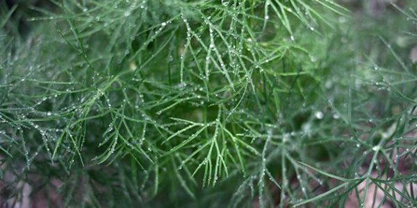 Planting dill in open ground, as well as everything about its cultivation