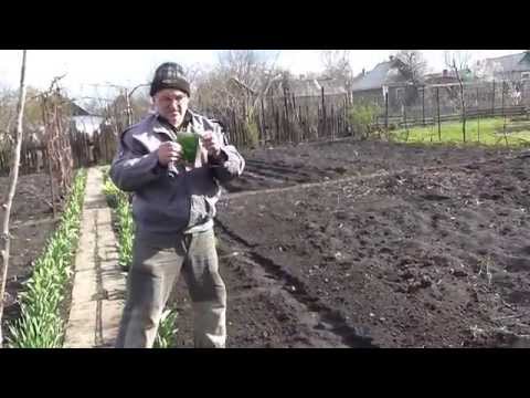 Planting dill in open ground, as well as everything about its cultivation