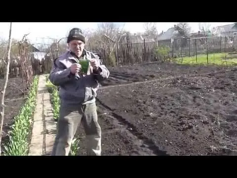 Planting dill in open ground, as well as everything about its cultivation