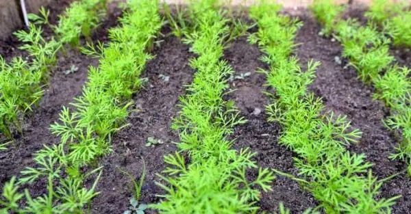 Planting dill in open ground, as well as everything about its cultivation