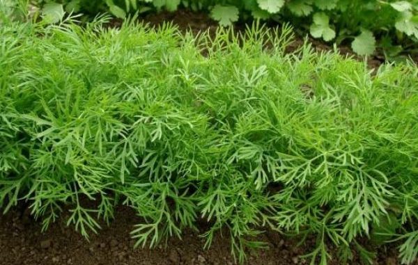 Planting dill in open ground, as well as everything about its cultivation