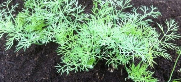 Planting dill in open ground, as well as everything about its cultivation