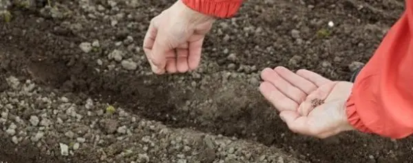 Planting dill in open ground, as well as everything about its cultivation