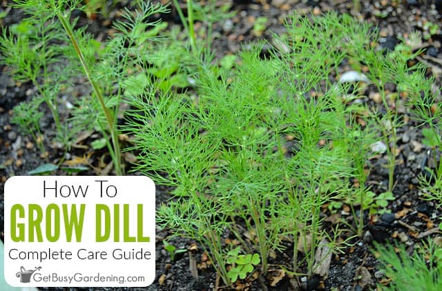 Planting dill in open ground, as well as everything about its cultivation