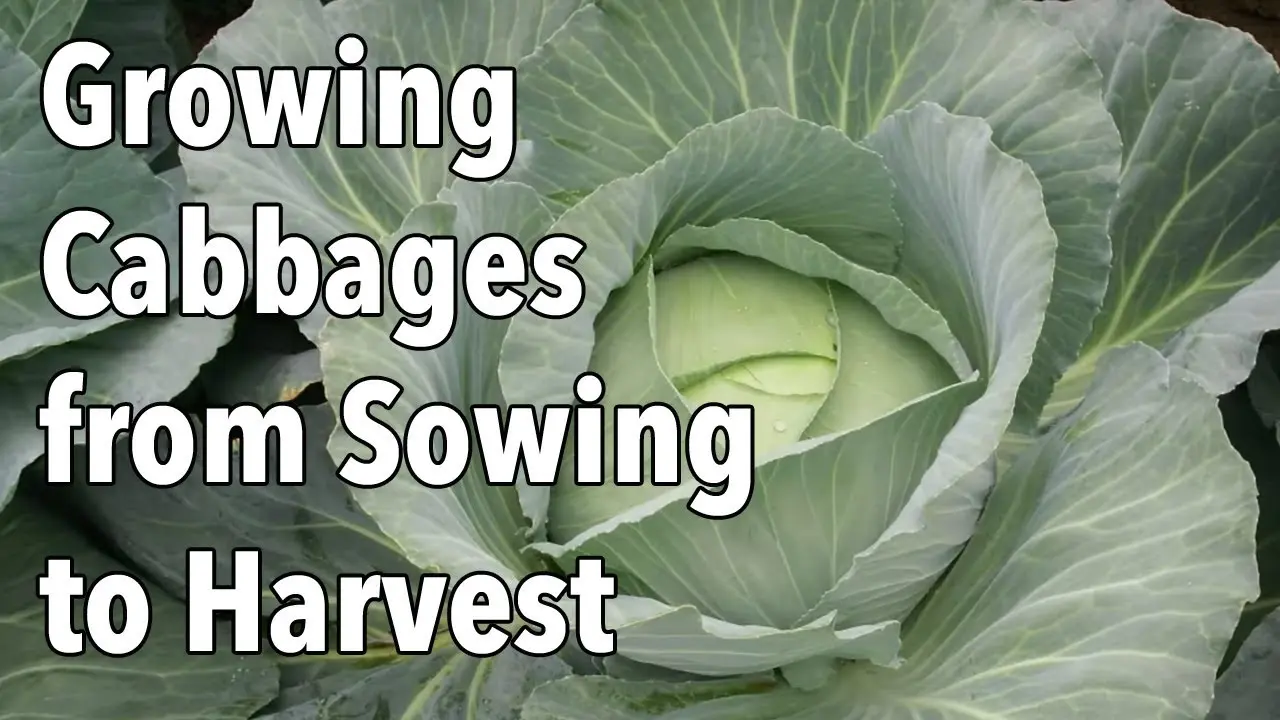 Planting early cabbage for seedlings: timing and video