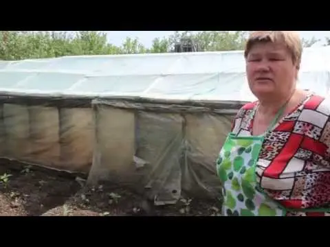 Planting eggplant in the ground seedlings