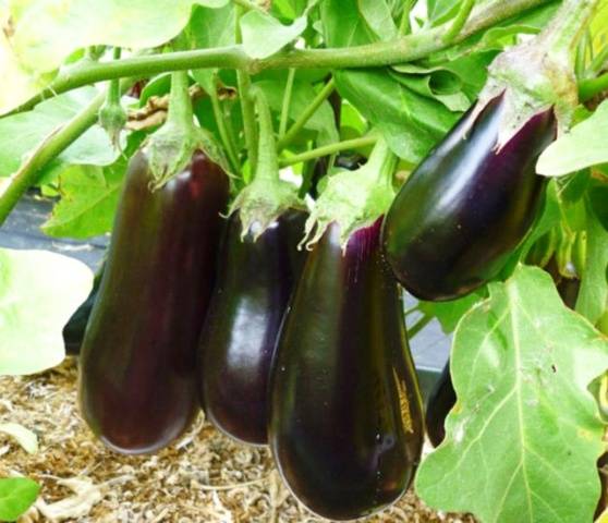 Planting eggplant in the ground seedlings