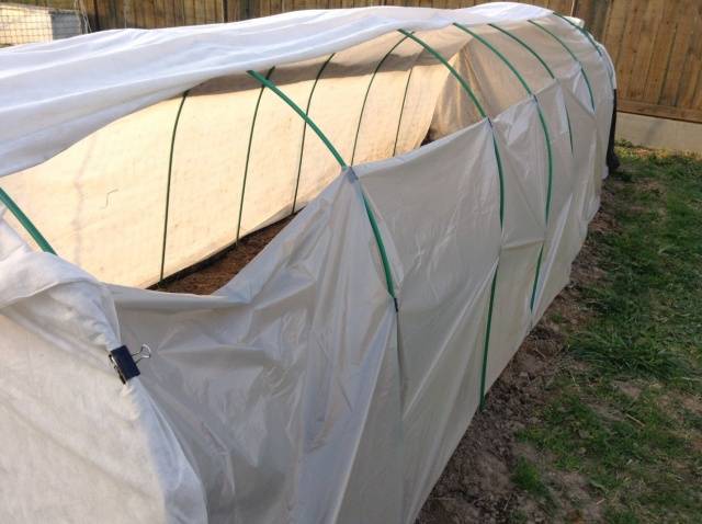 Planting eggplant in the ground seedlings