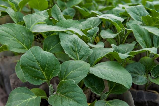 Planting eggplant in the ground seedlings