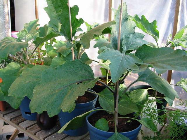 Planting eggplant in the ground seedlings