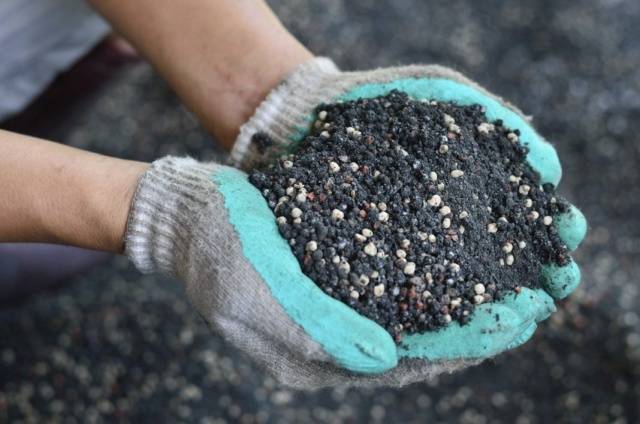 Planting eggplant in the ground seedlings