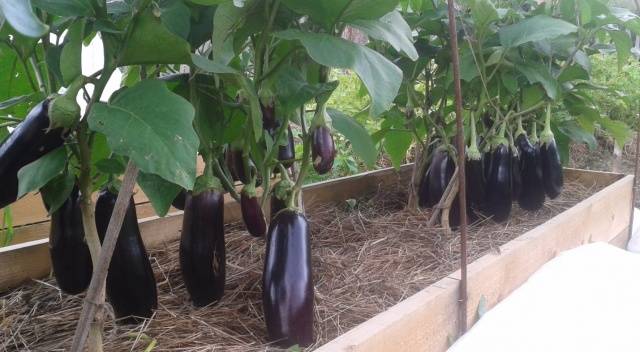 Planting eggplant in the ground seedlings