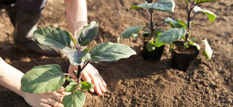 Planting eggplant in the ground seedlings