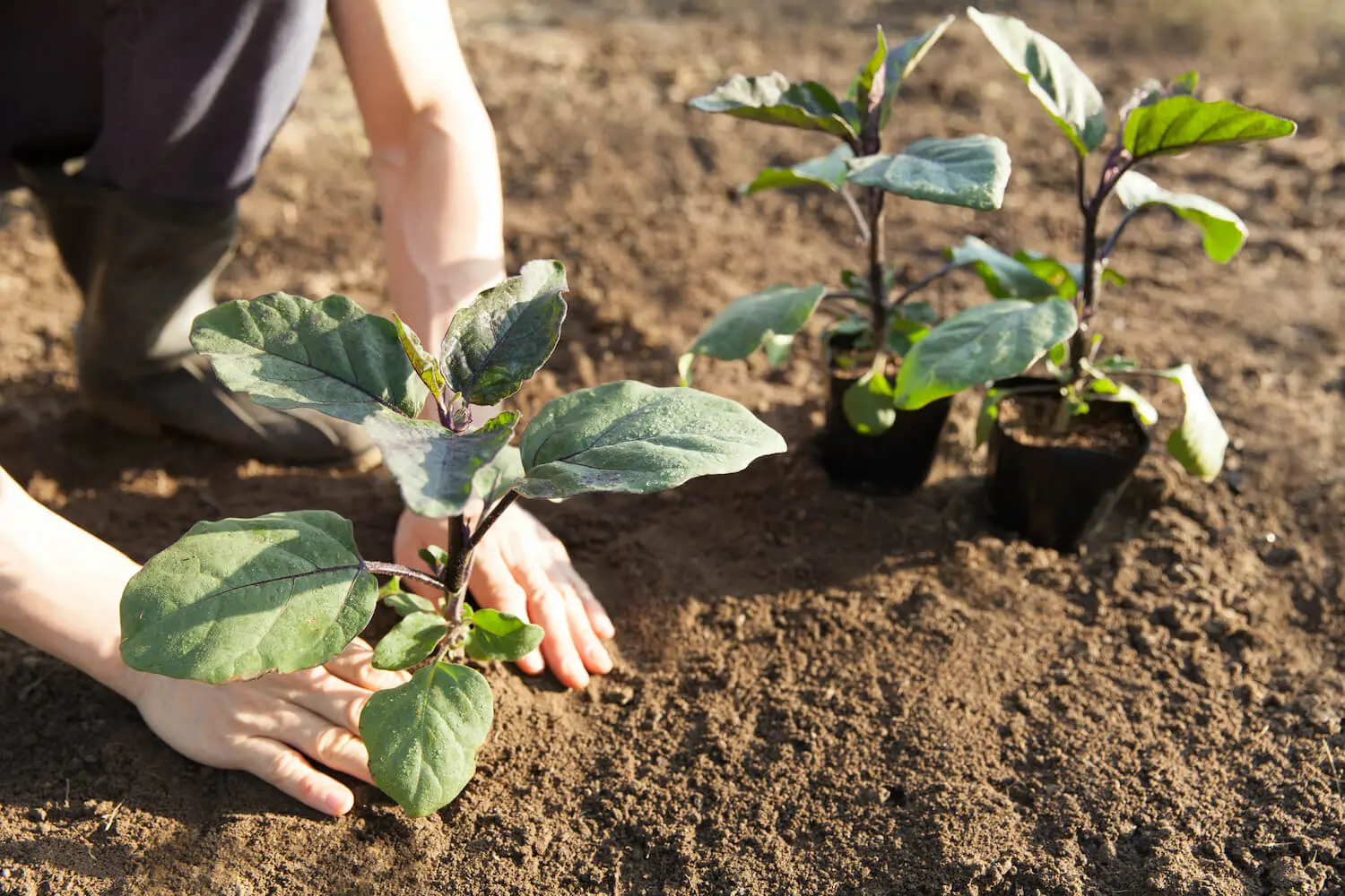 Planting eggplant in the ground seedlings