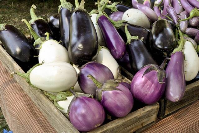 Planting eggplant seedlings according to the lunar calendar