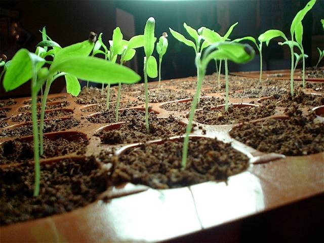 Planting eggplant seedlings according to the lunar calendar