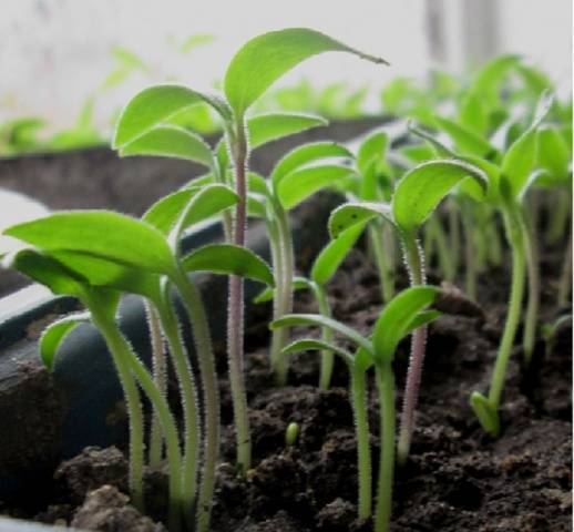 Planting eggplant seedlings according to the lunar calendar