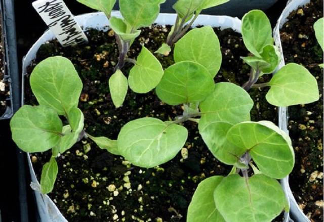 Planting eggplant seedlings according to the lunar calendar