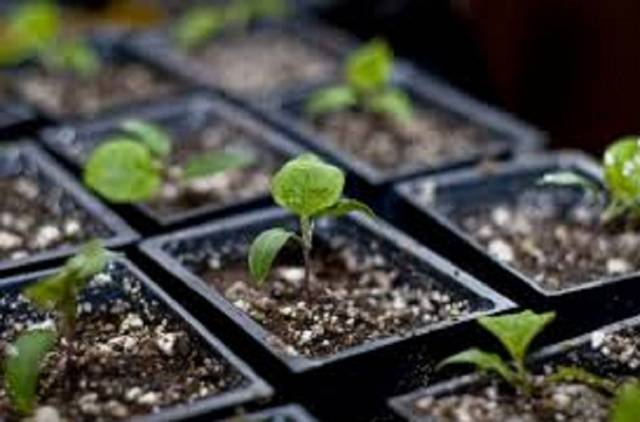 Planting eggplant seedlings according to the lunar calendar